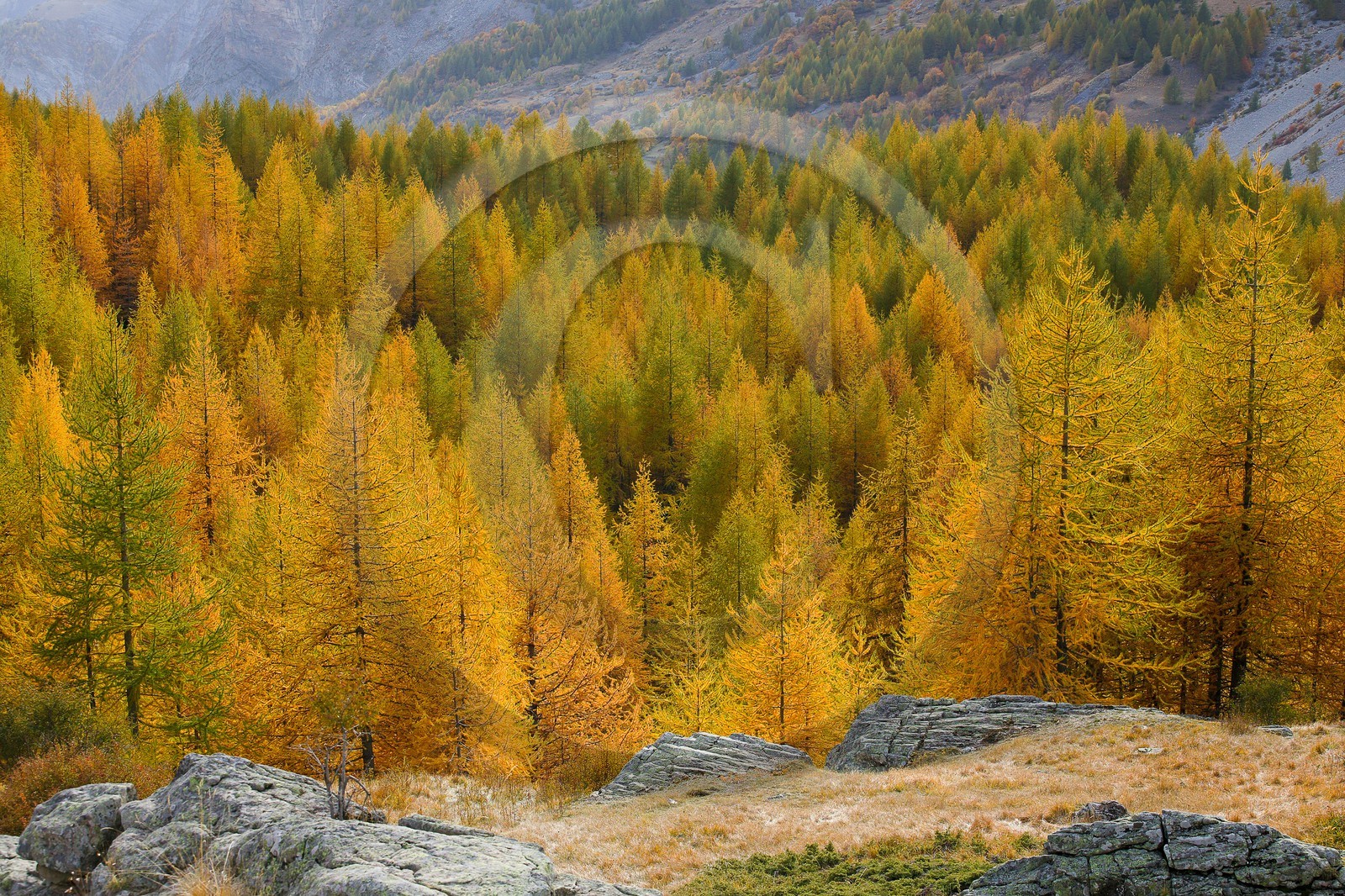 Mélézein à l'automne