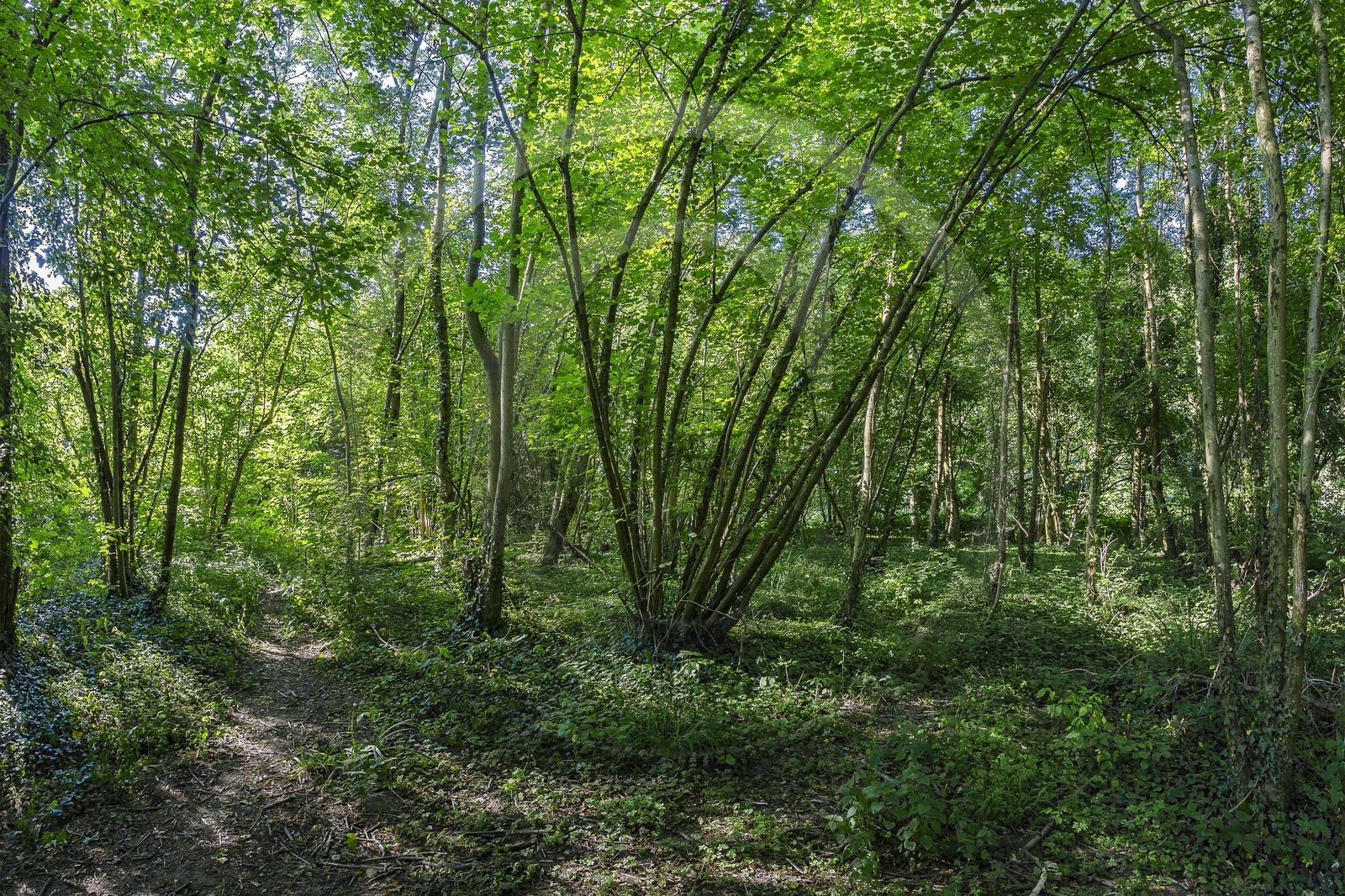 ENS de l'Isère, Prairies inondables de Pont-Évêque