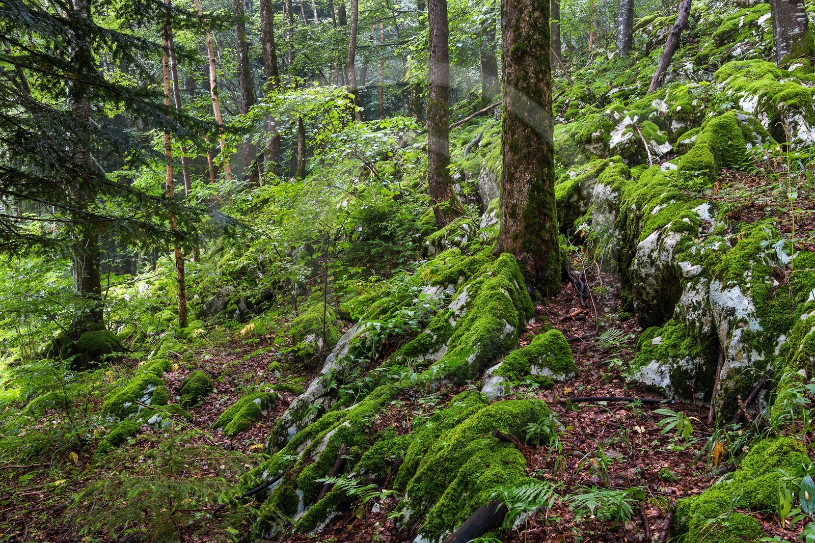 ENS de l'Isère, Les Ecouges