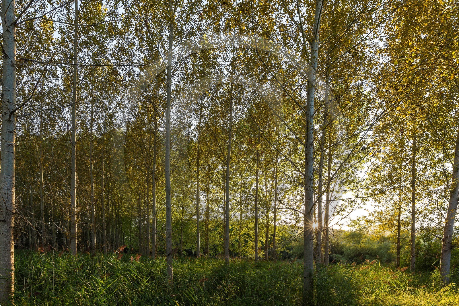 ENS de l'Isère, Boucle des Moïles
