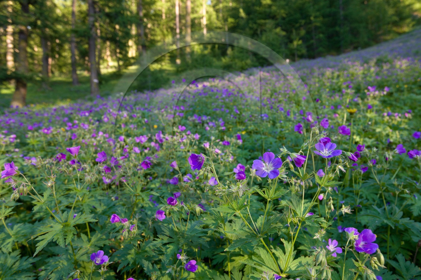 Géranium des bois; Geranium silvaticum