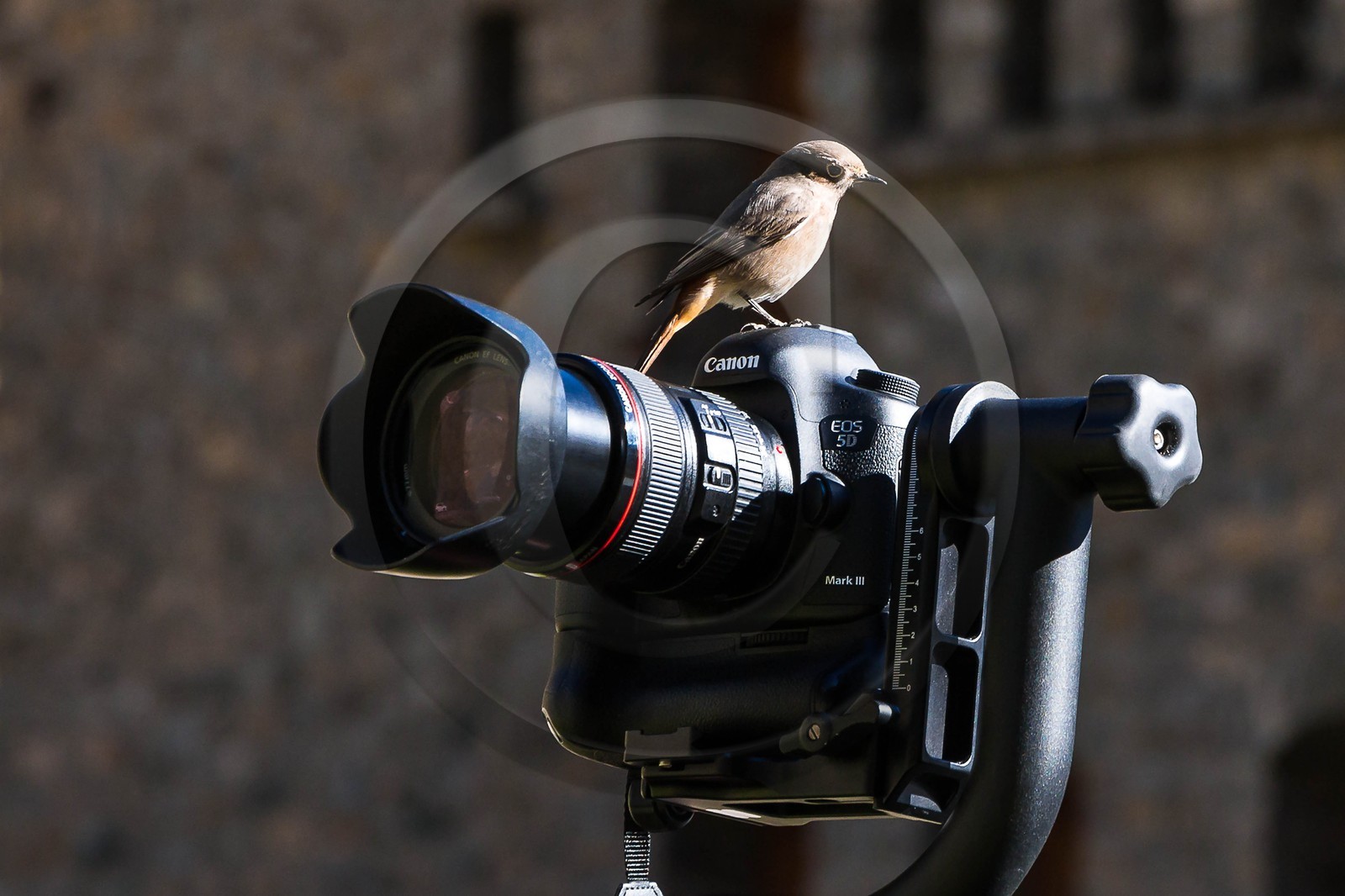 Stage Photo avec Bertrand Bodin, photographe professionnel
