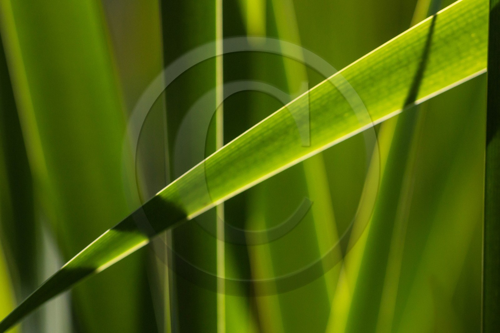 ENS de l'Isère, Les Ecouges