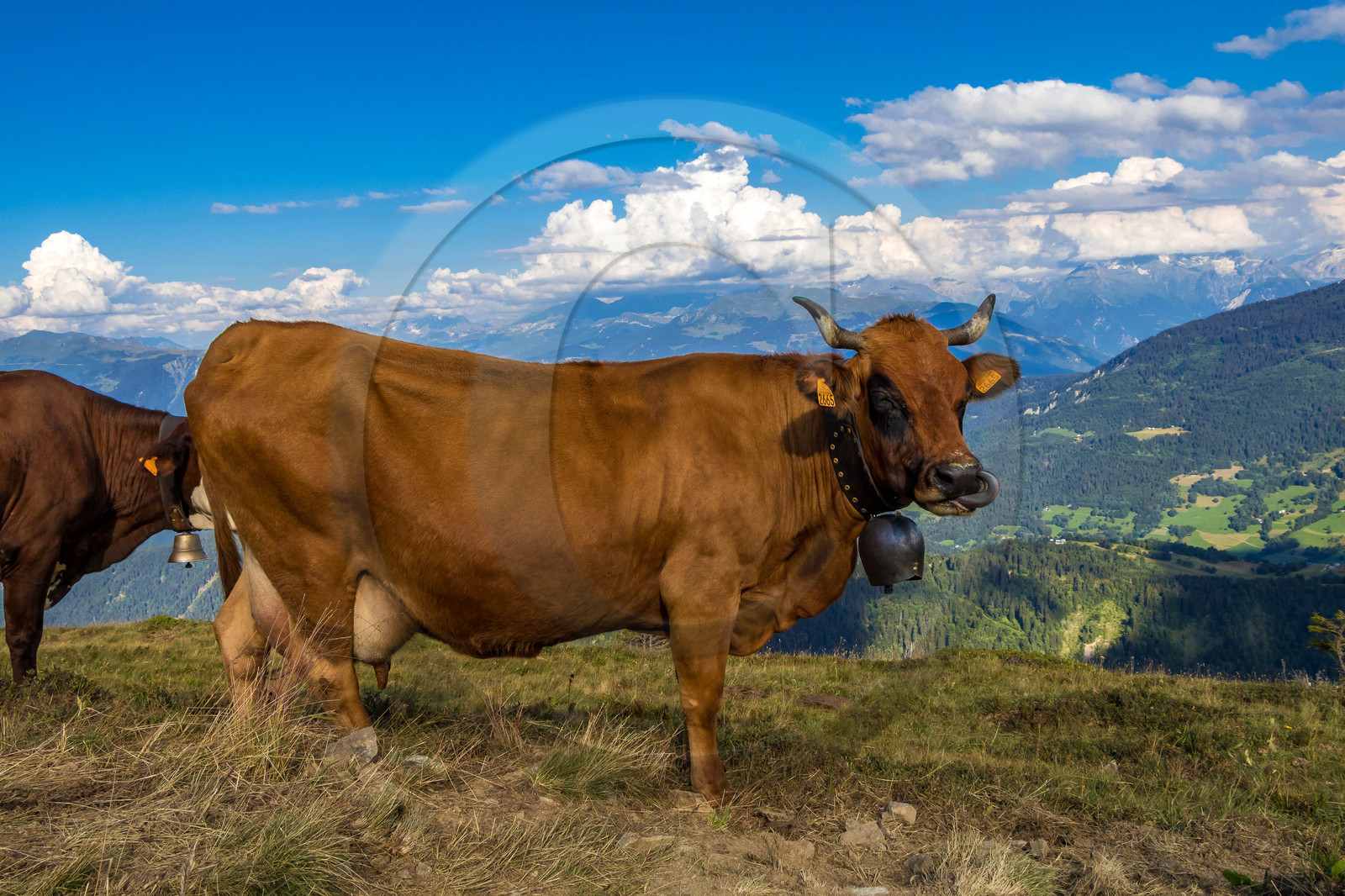 Alpage de l'Arpettaz