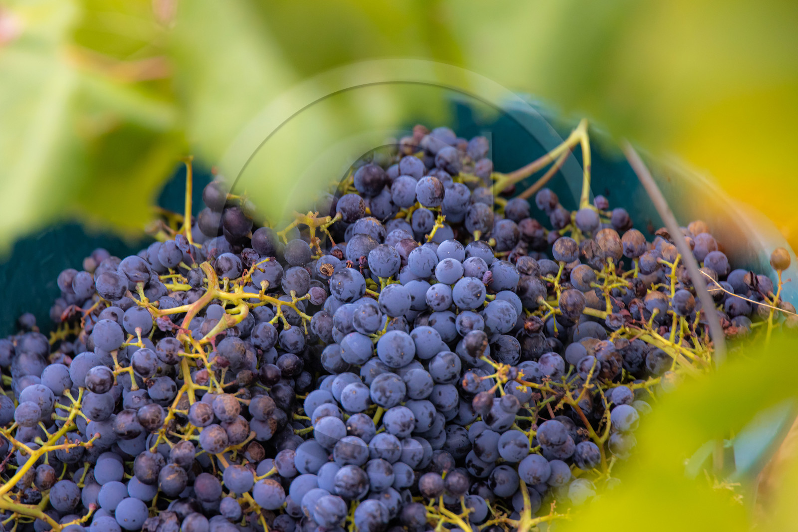 Domaine du Mont Guillaume, cépage le Mollard