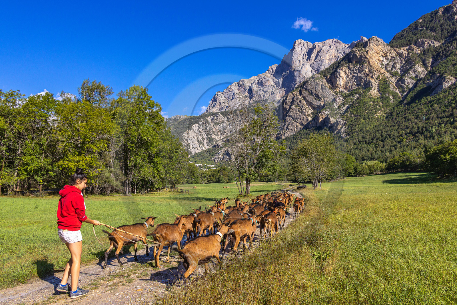 Gaec La Ferme des Ecrins