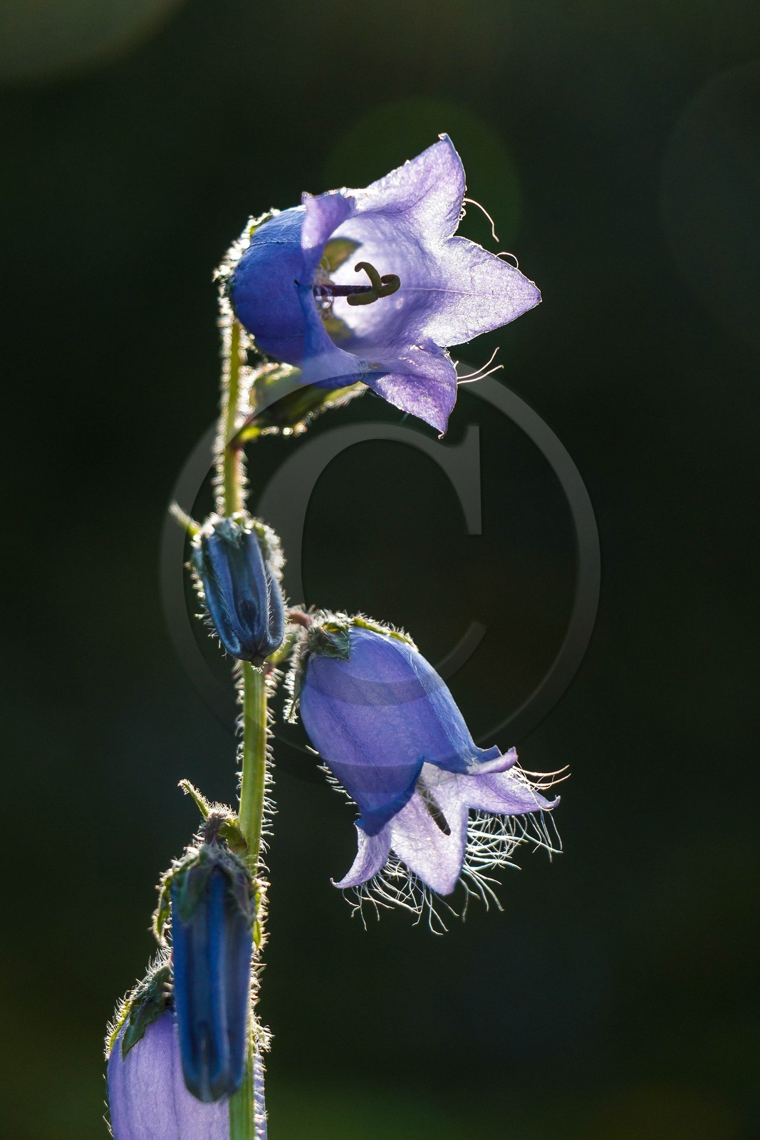 Campanule barbue, Campanula barbata