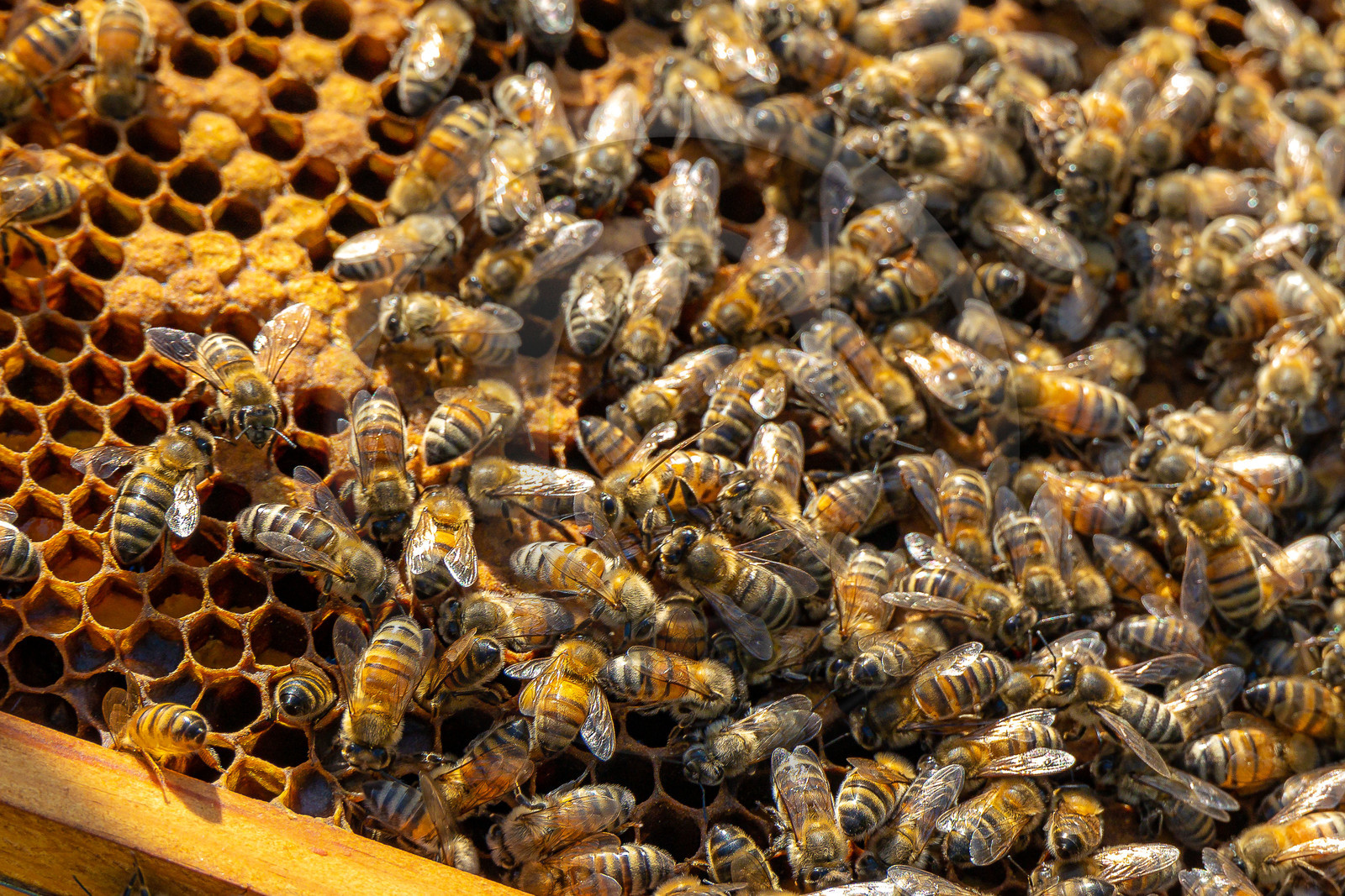 Jean-Jacques Daubert - Apiculteur