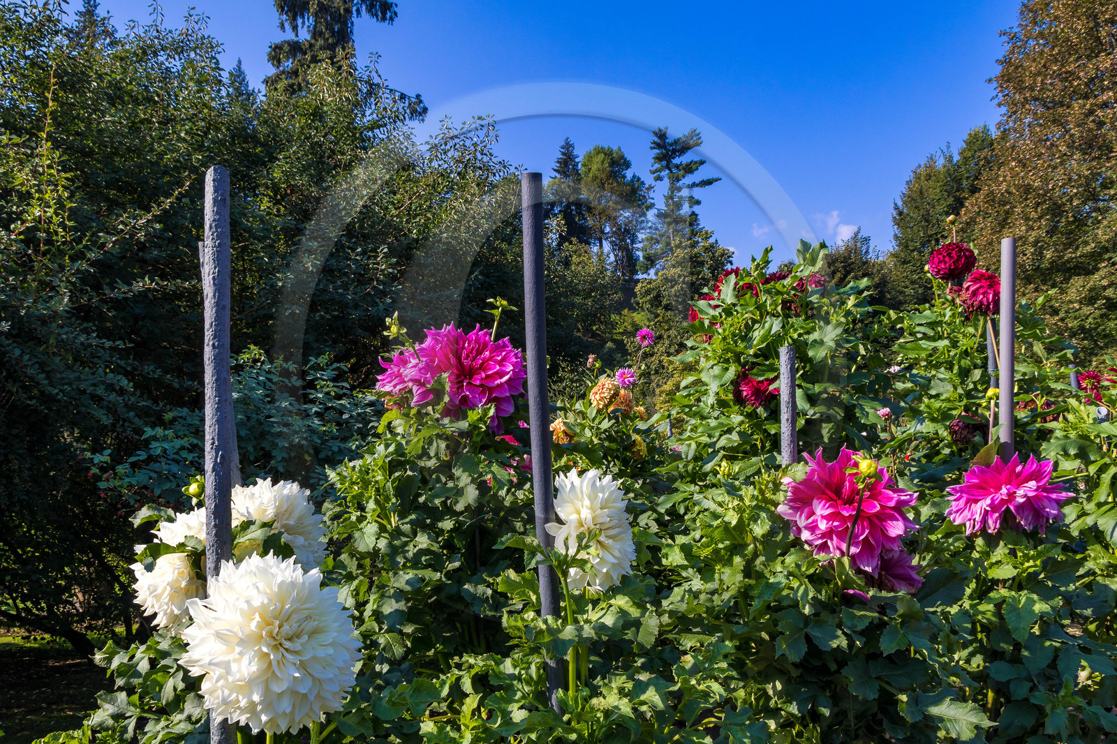 Jardin botanique de la villa Taranto