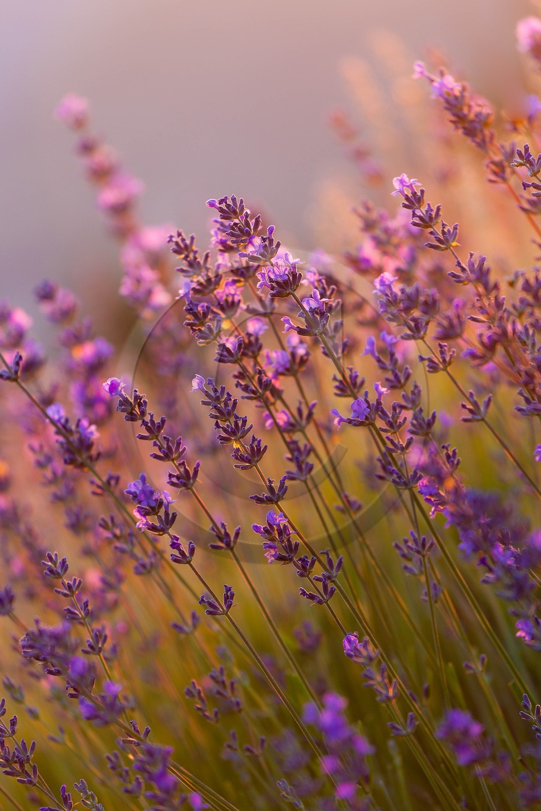 vallée des Duyes, Thoard