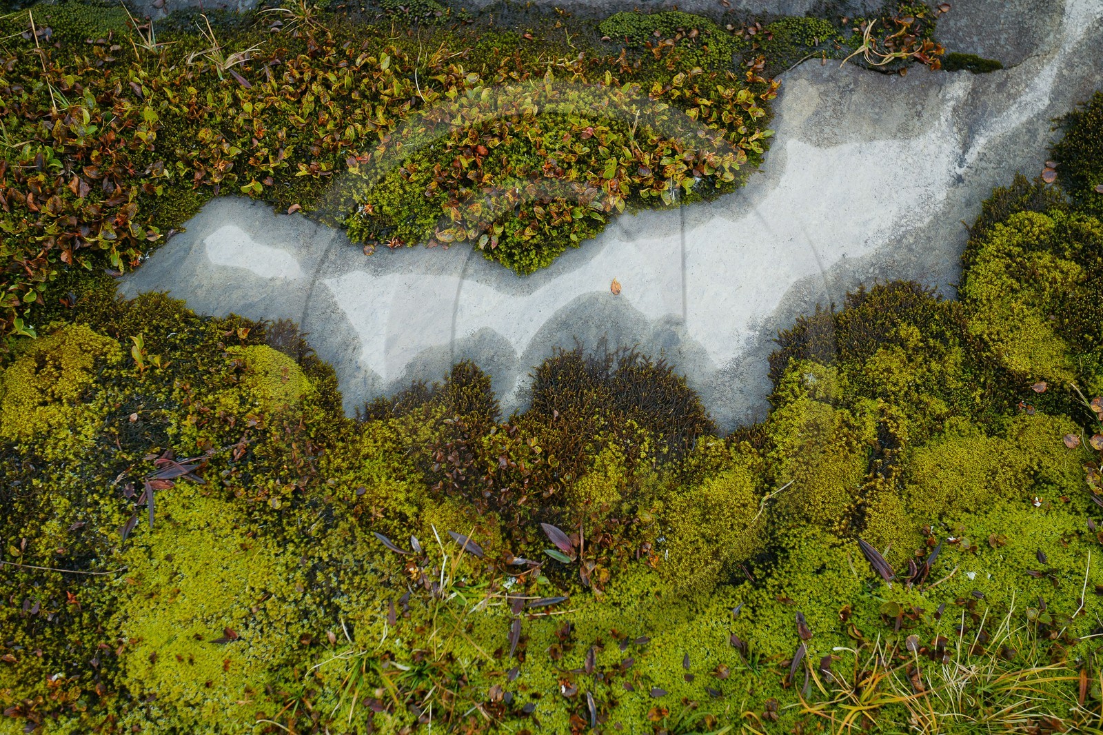 Désert de Platé, détails de mousse