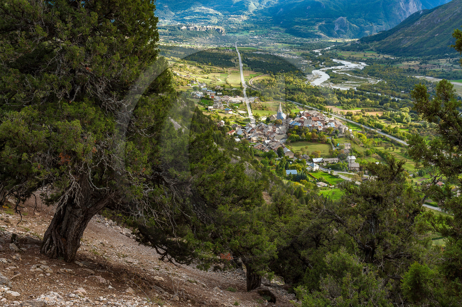 Thurifaie de Saint-Crépin