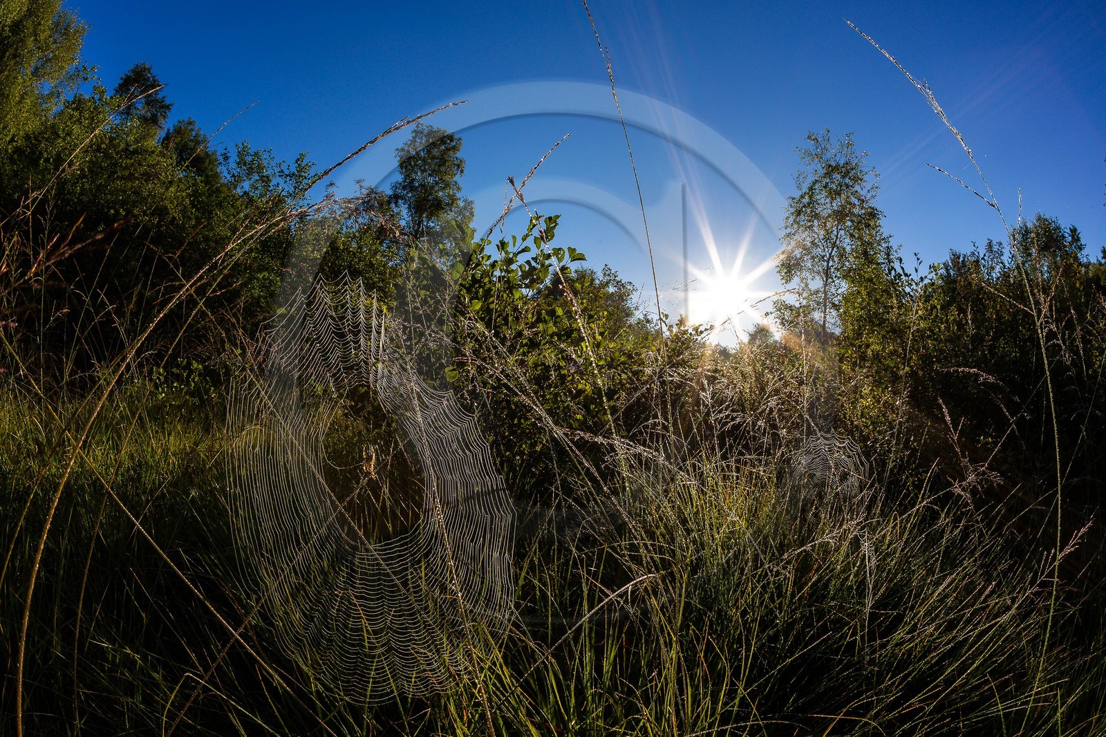ENS de l'Isère, Tourbière des Planchettes