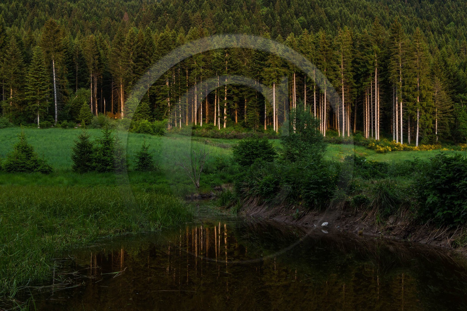 ENS de l'Isère, Marais des Seiglières