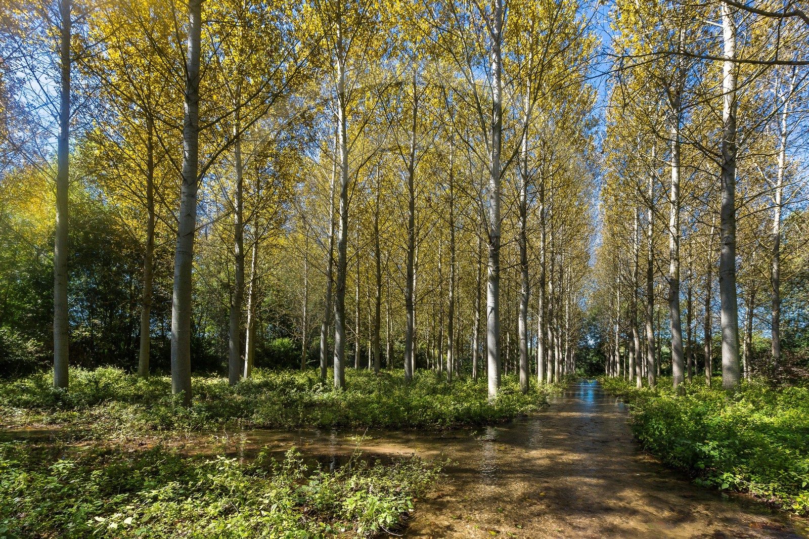 ENS de l'Isère, Les Fontaines de Beaufort