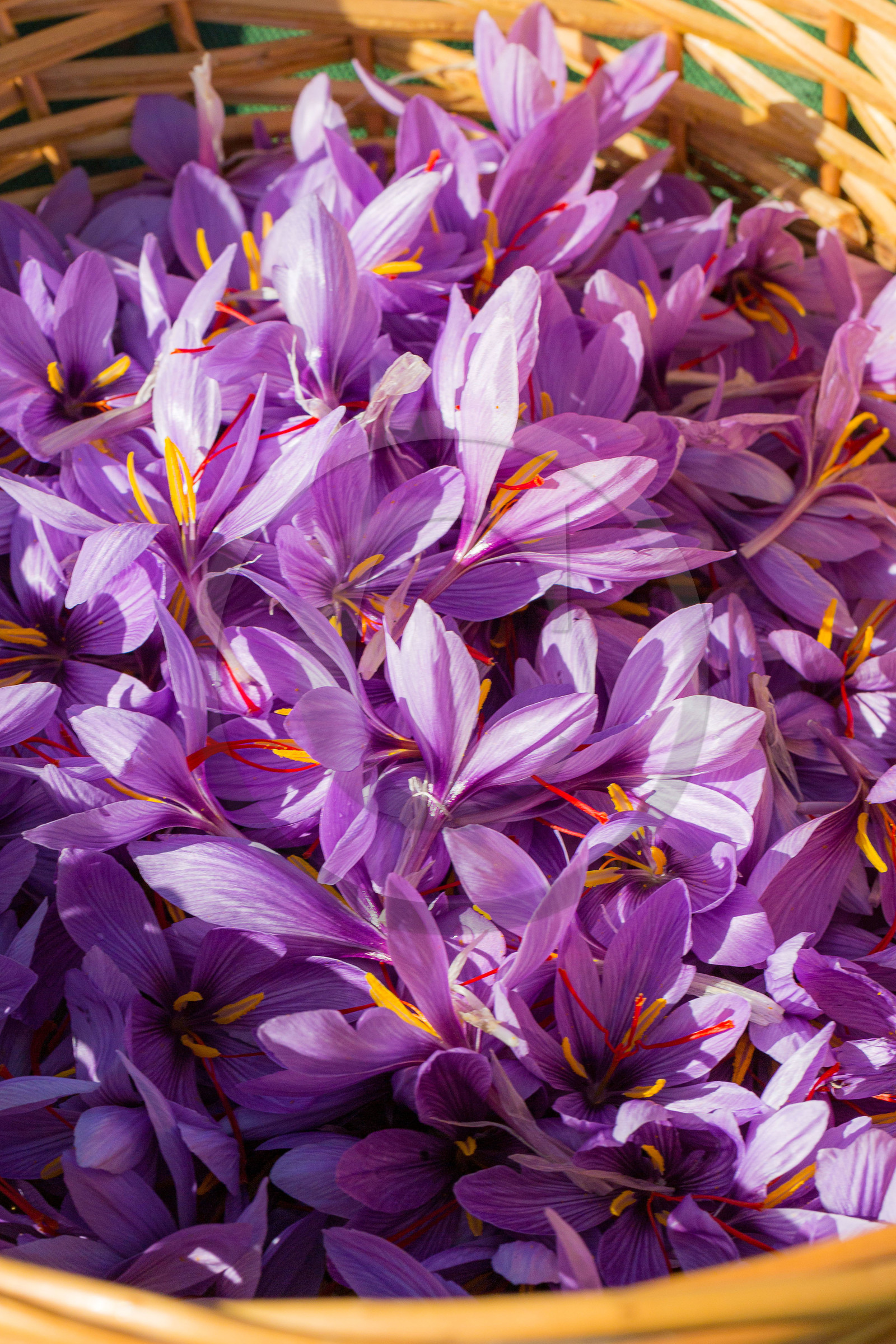 Melissa Bertrand-Pellisson,  safranière