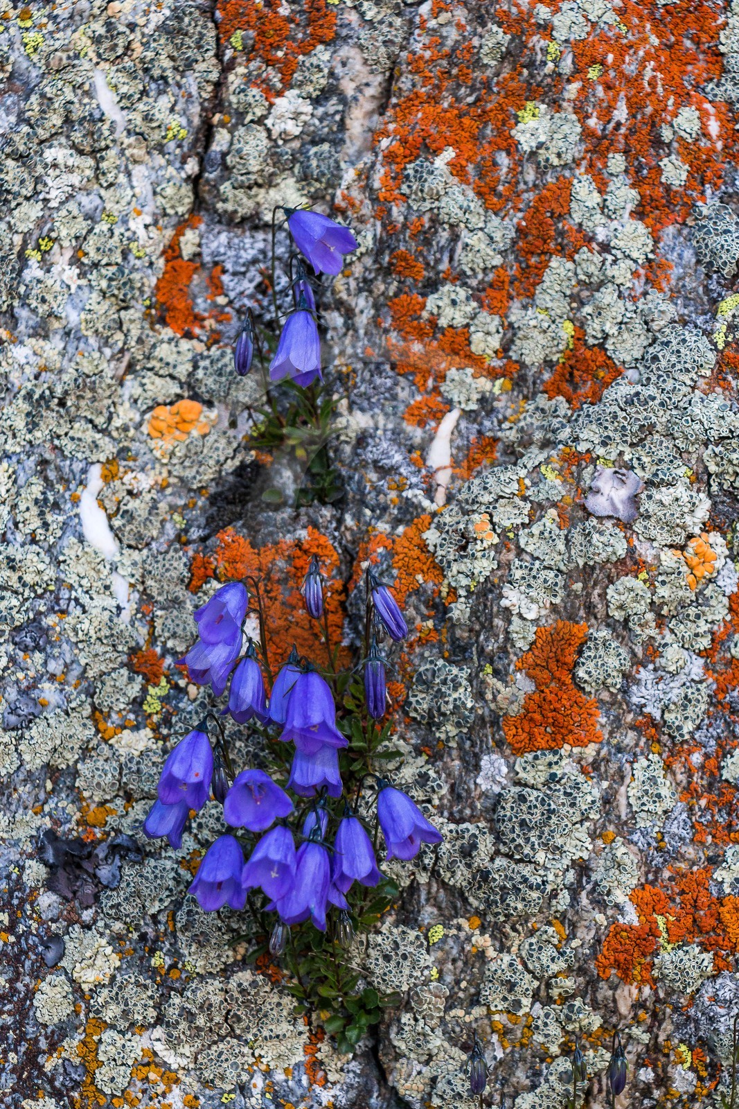 Campanule à feuilles rondes