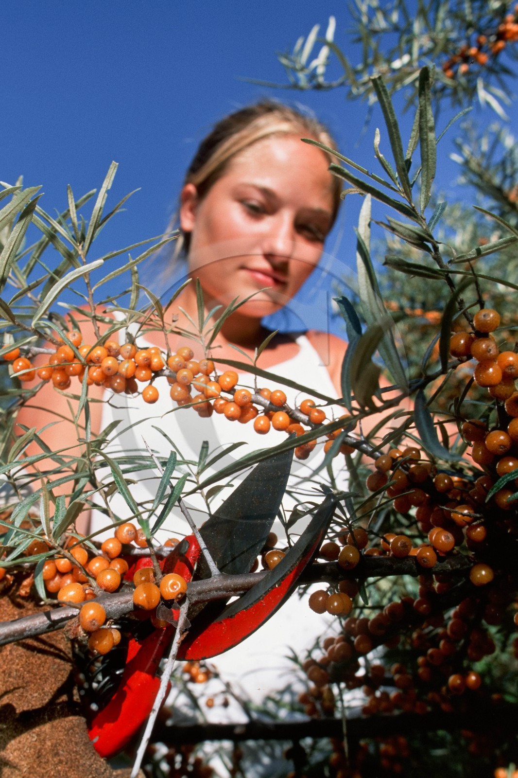 Cueillette de l'argousier