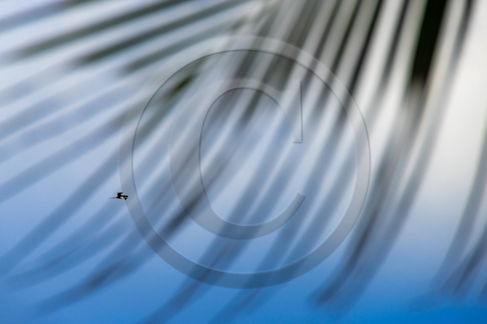 Guadeloupe, Le Moule, Frégate