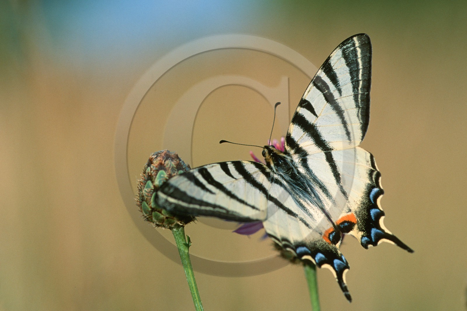 papillon, Flambé, Iphiclides podalirius