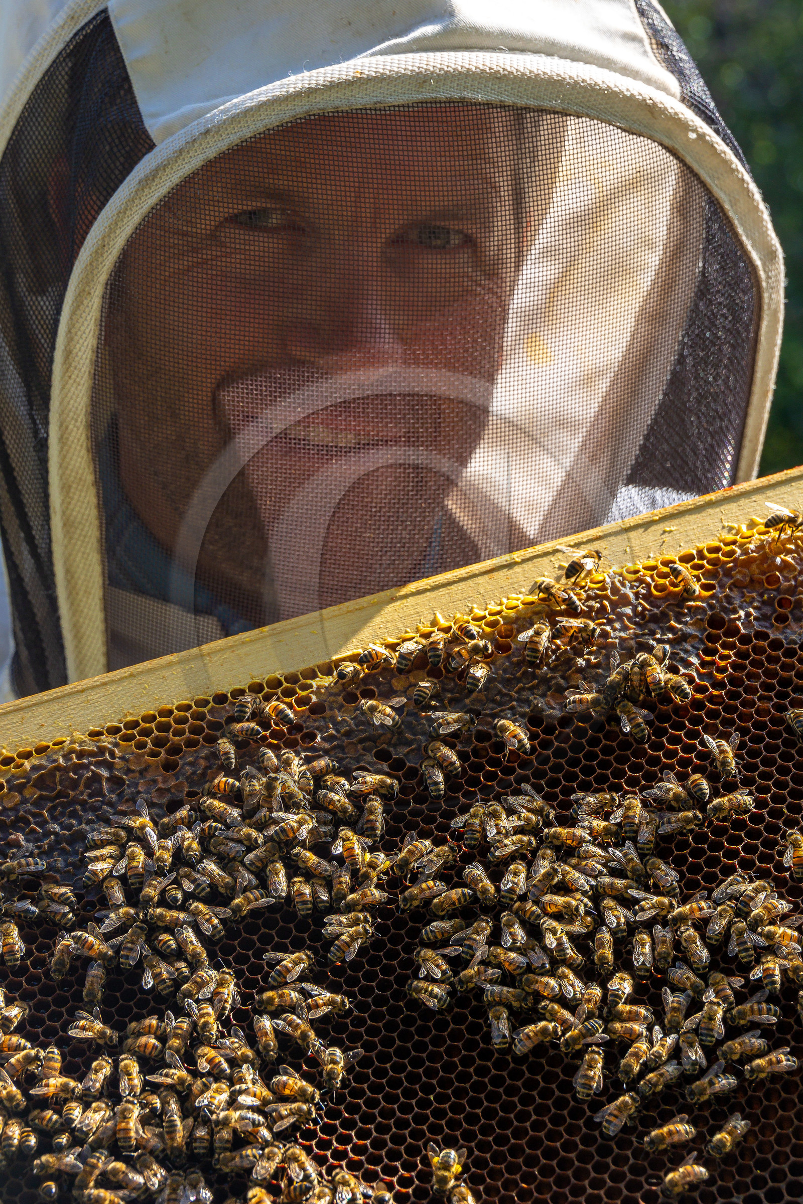 Jean-Jacques Daubert - Apiculteur