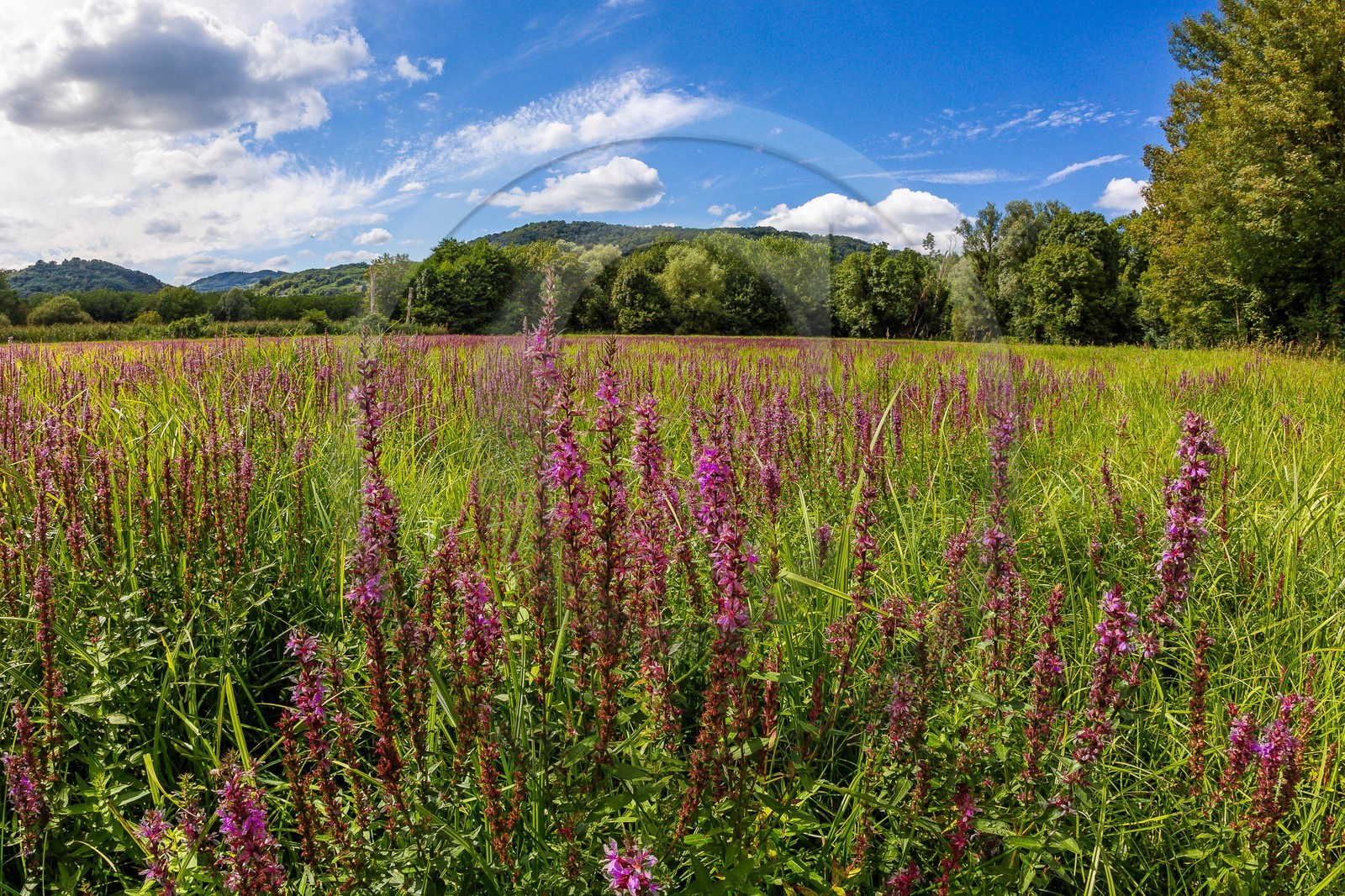 ENS de l'Isère, Boucle des Moïles