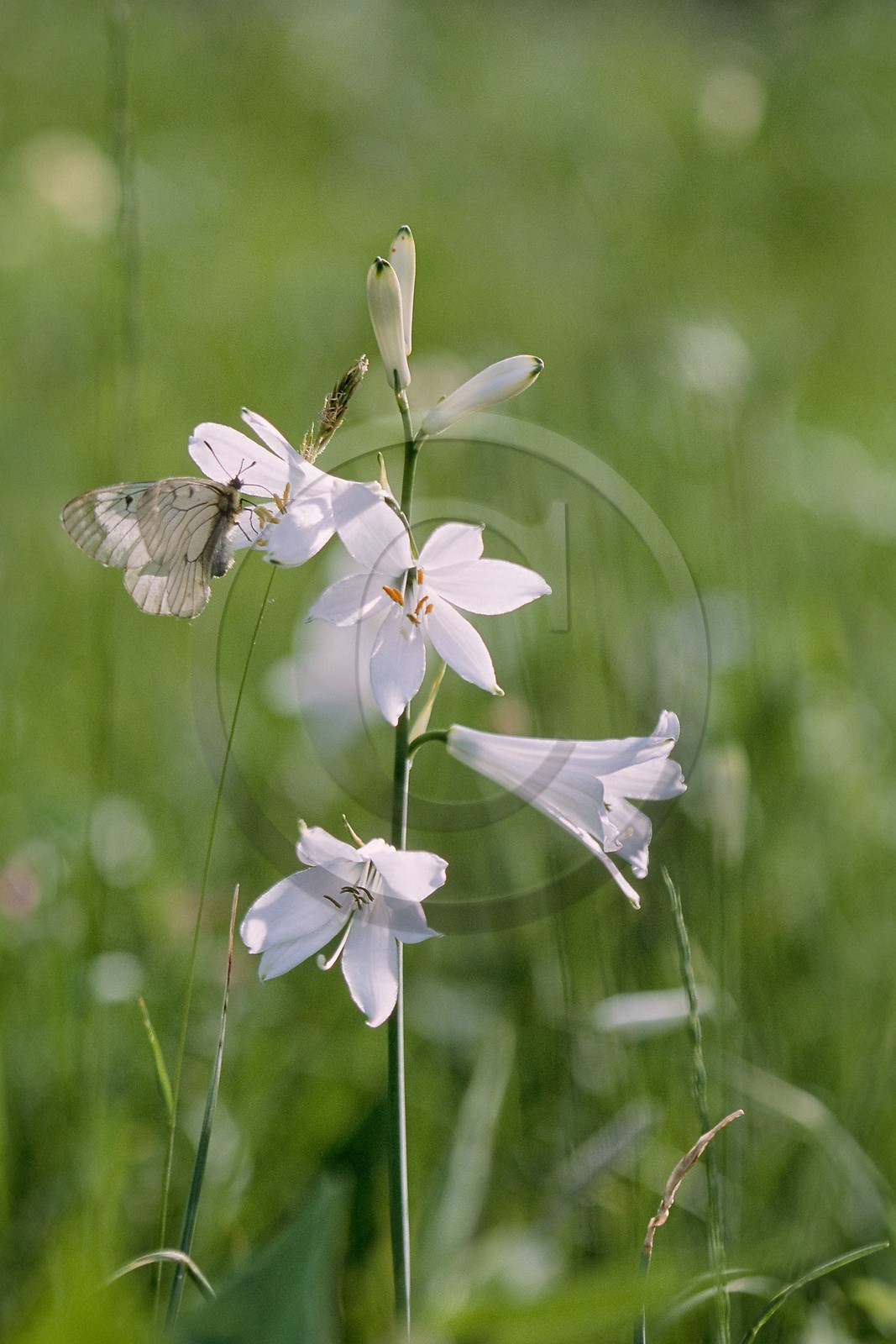 Lis de Saint-Bruno, Paradisea liliastrum