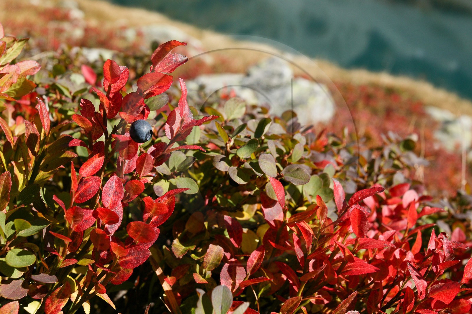 Myrtille, Vaccinium myrtillus