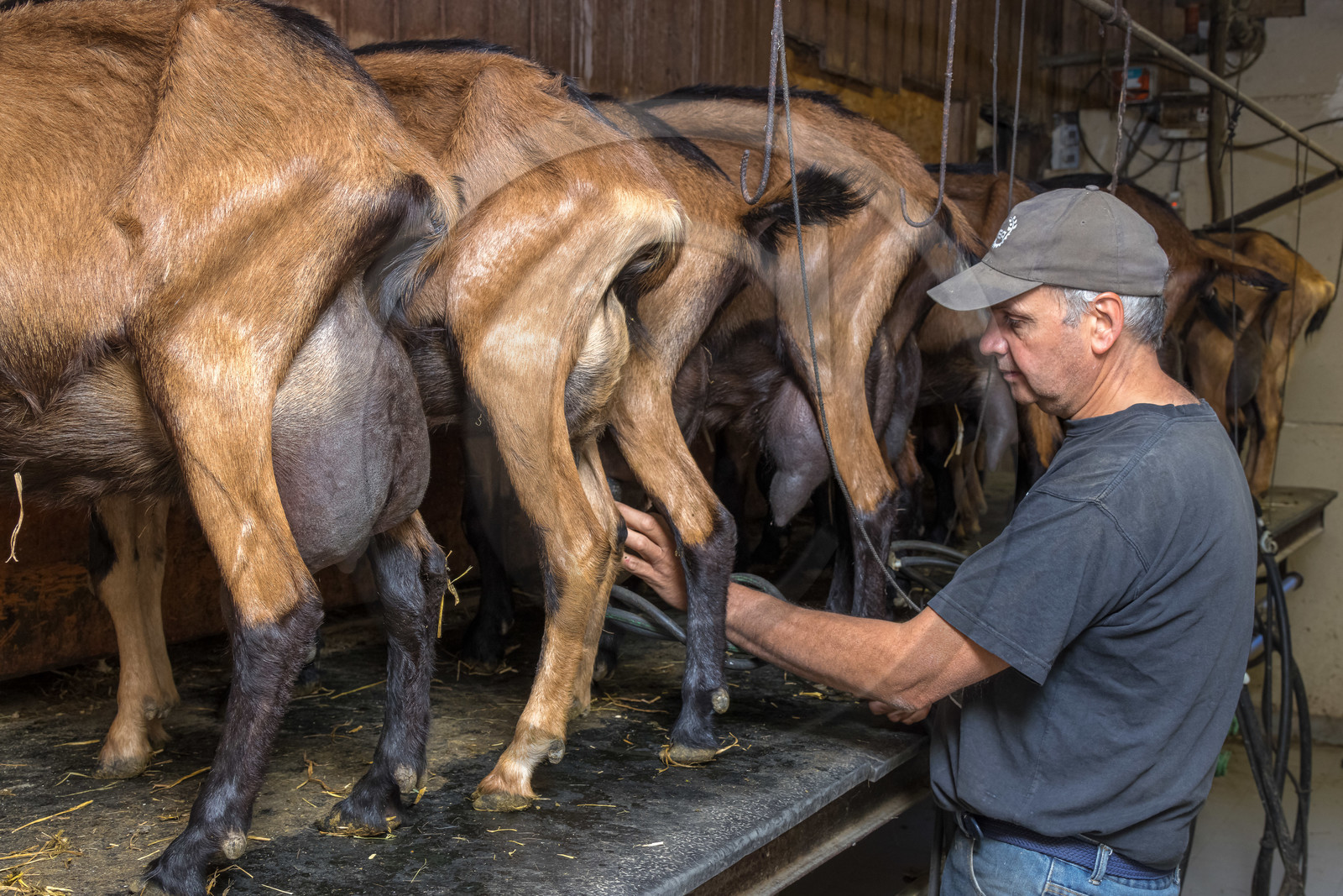 Gaec La Ferme des Ecrins