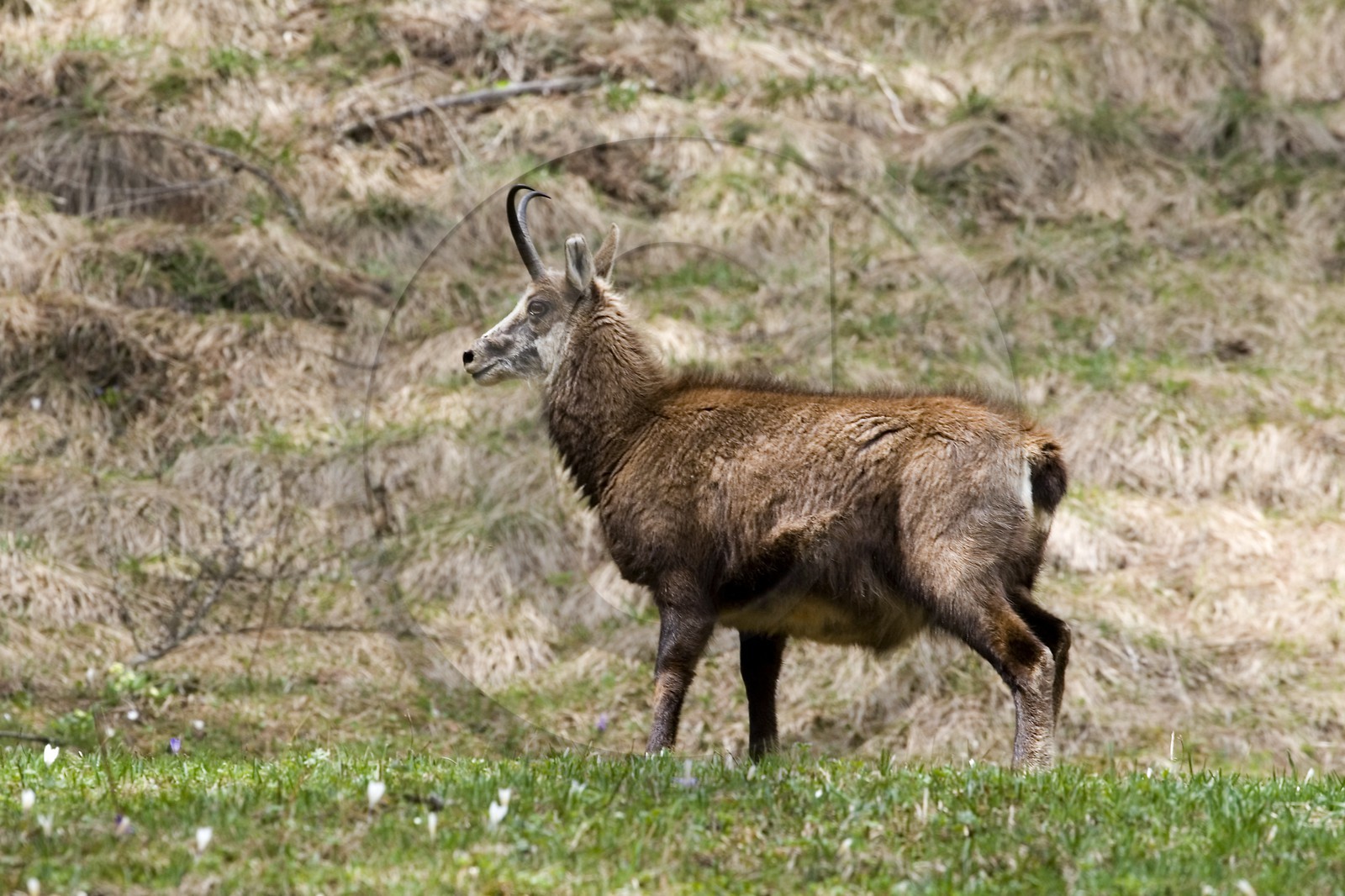 Chamois, Rupicapra rupicapra