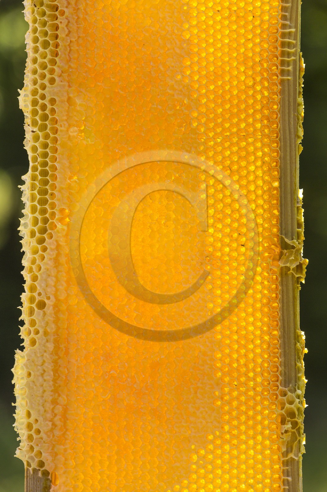 Mathieu Picavet, apiculteur