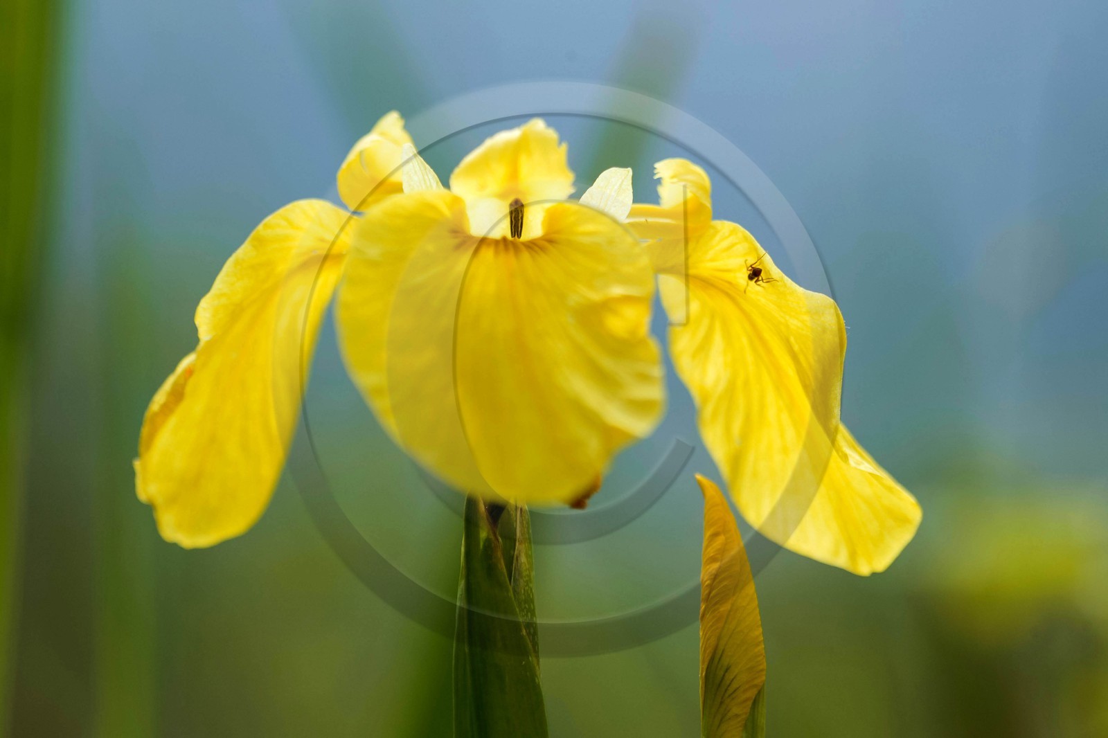 Iris des marais, iris faux acore ou iris jaune, Iris pseudacorus