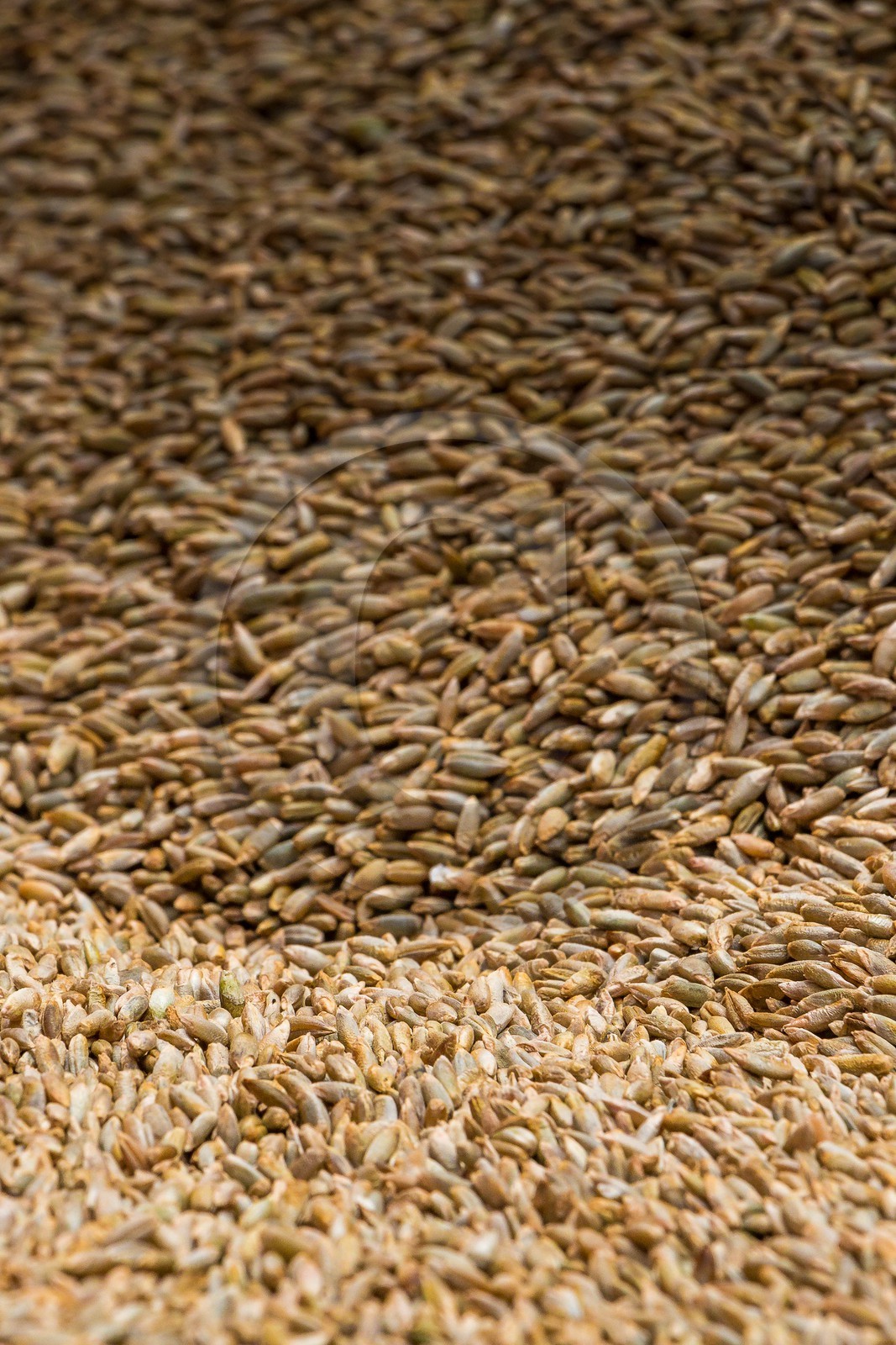 Ceillac, Christophe Gauthier, Exploitant agricole