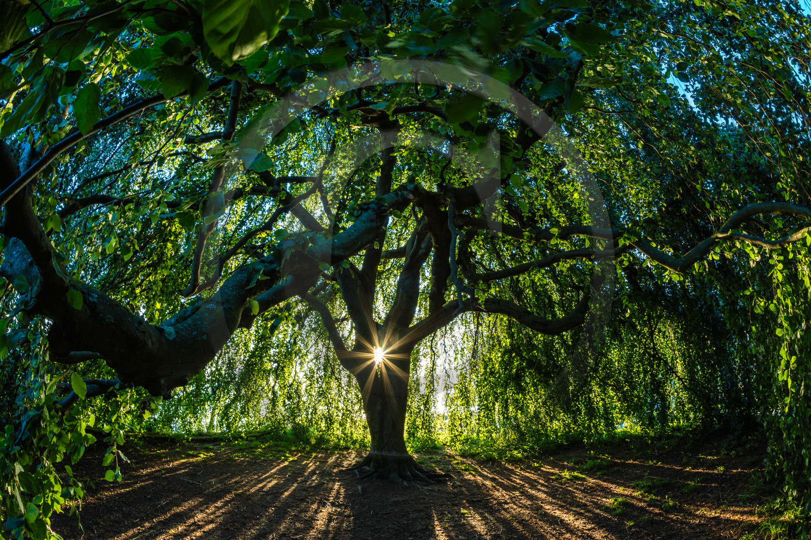 Les jardins de l'eau du Pré Curieux