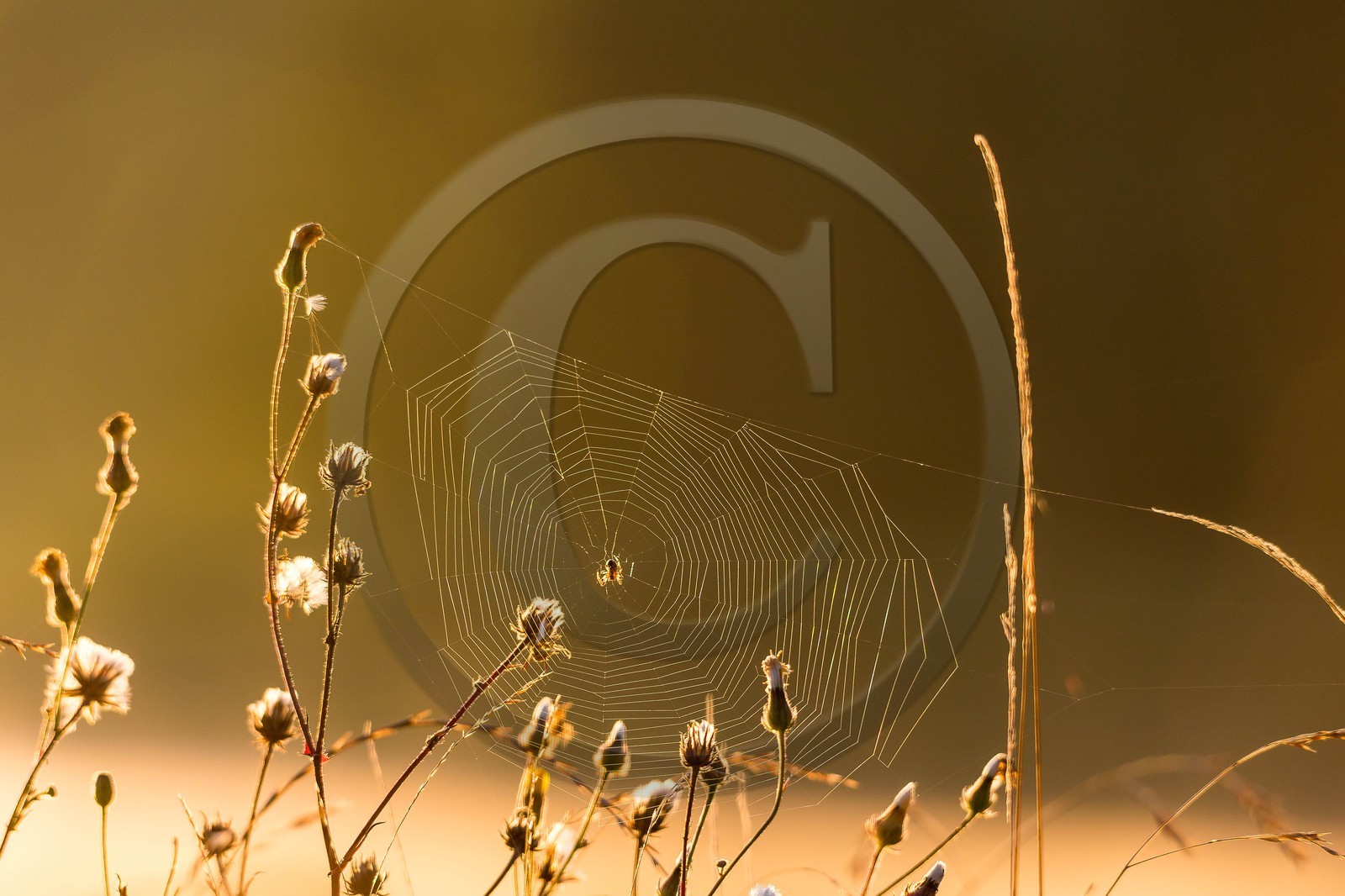 ENS de l'Isère, étang de Montjoux