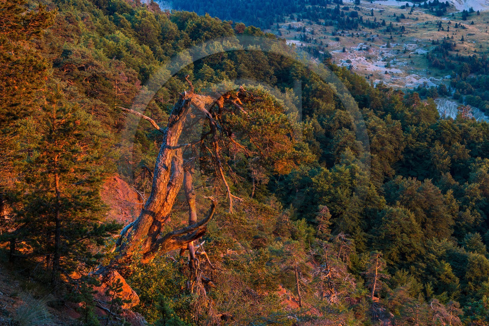 Les Monges, forêt domaniale des Monges