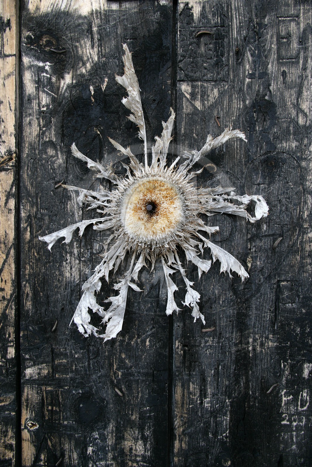 Carline à feuilles d'acanthe, Carlina acanthifolia