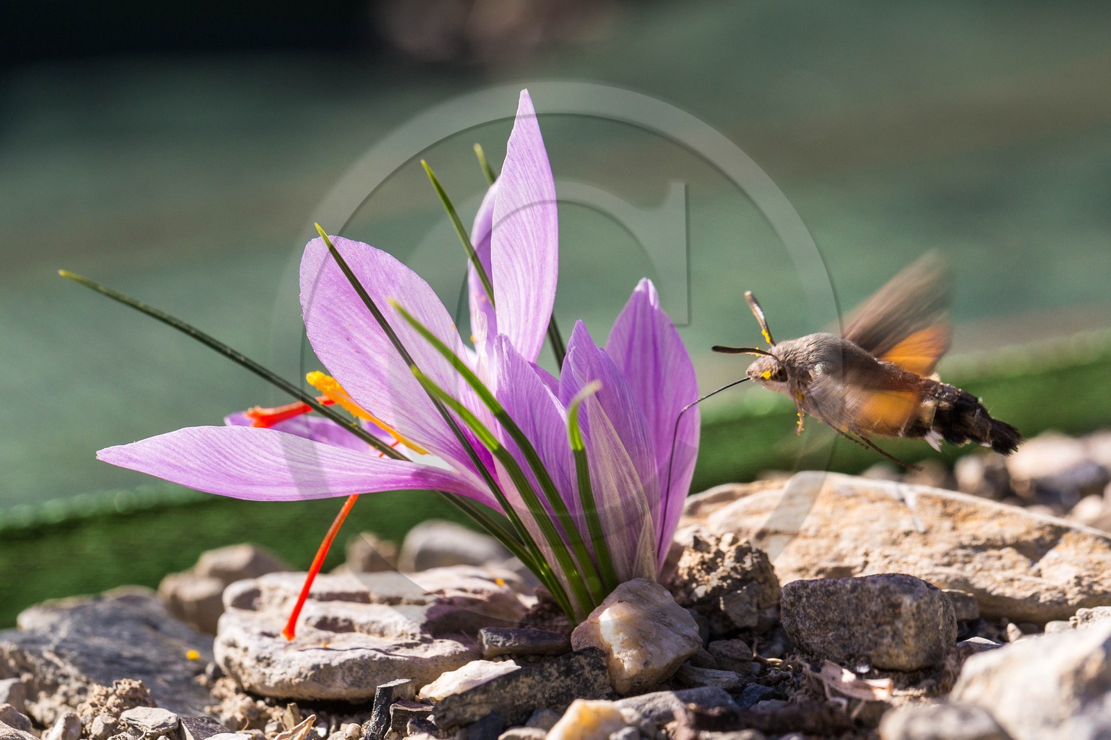 safran, le crocus sativus et papillon Moro sphinx ou Sphinx colibri , Macroglossum stellatarum