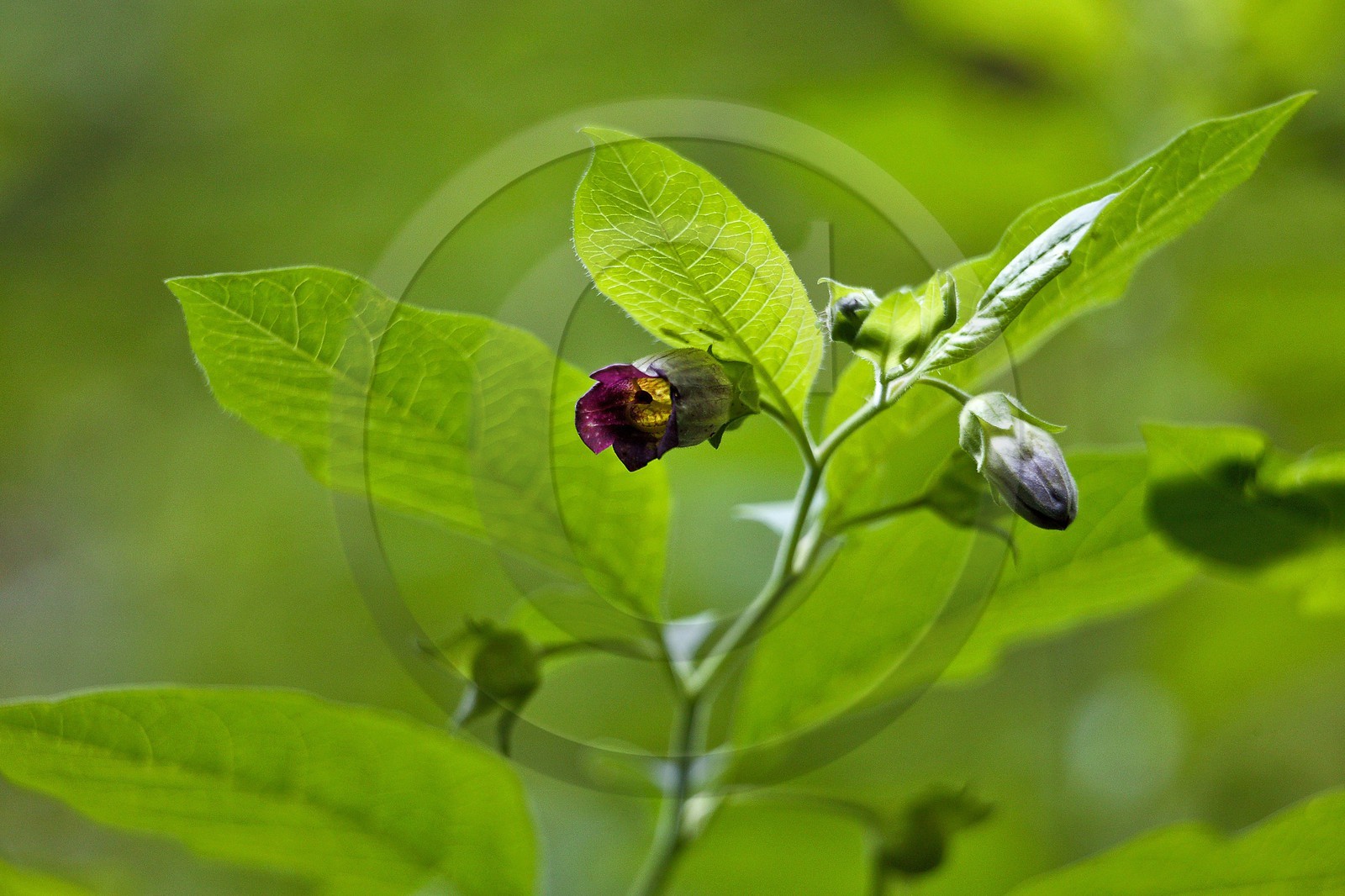 Belladone, Atropa belladonna