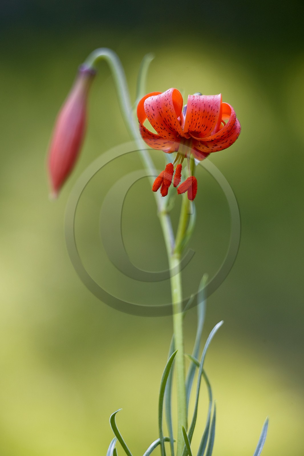 Lis pompon, Lilium pomponium