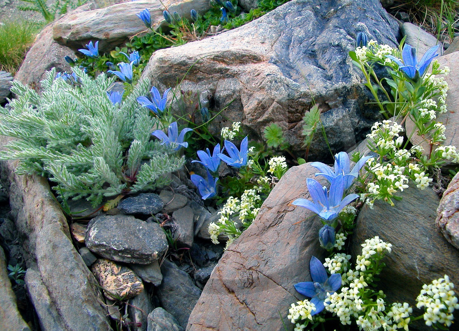 Campanule du Mont Cenis, Campanula cenisia Linné