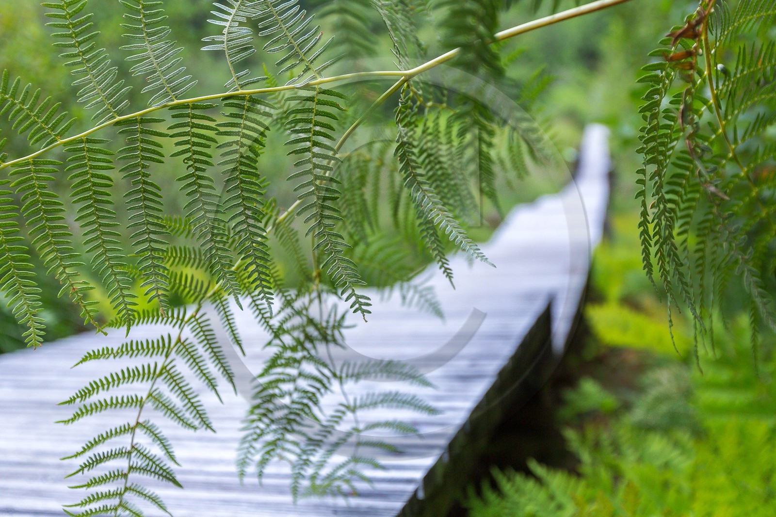 ENS de l'Isère, Tourbière des Planchettes
