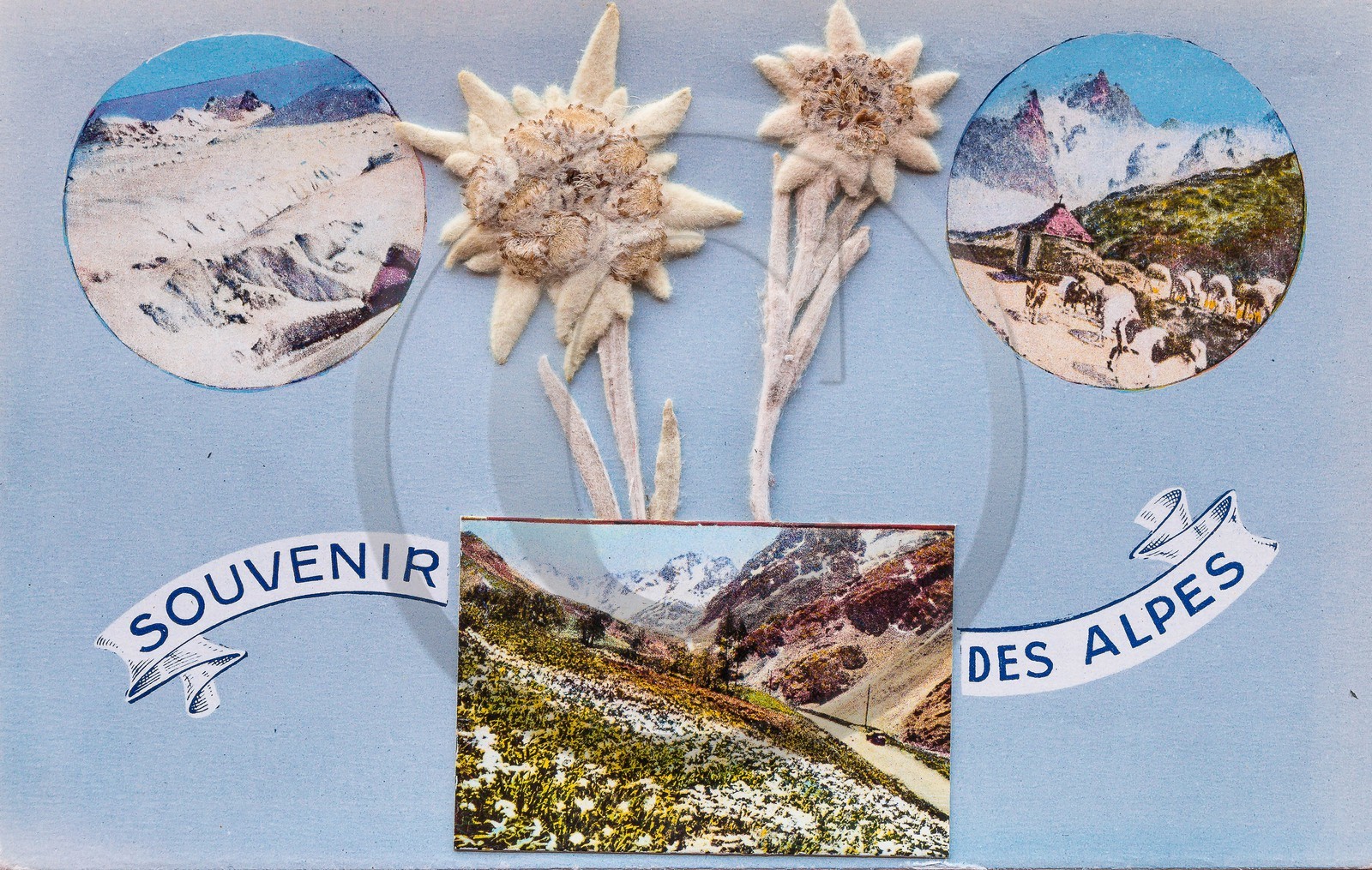 Carte postale ancienne edelweiss