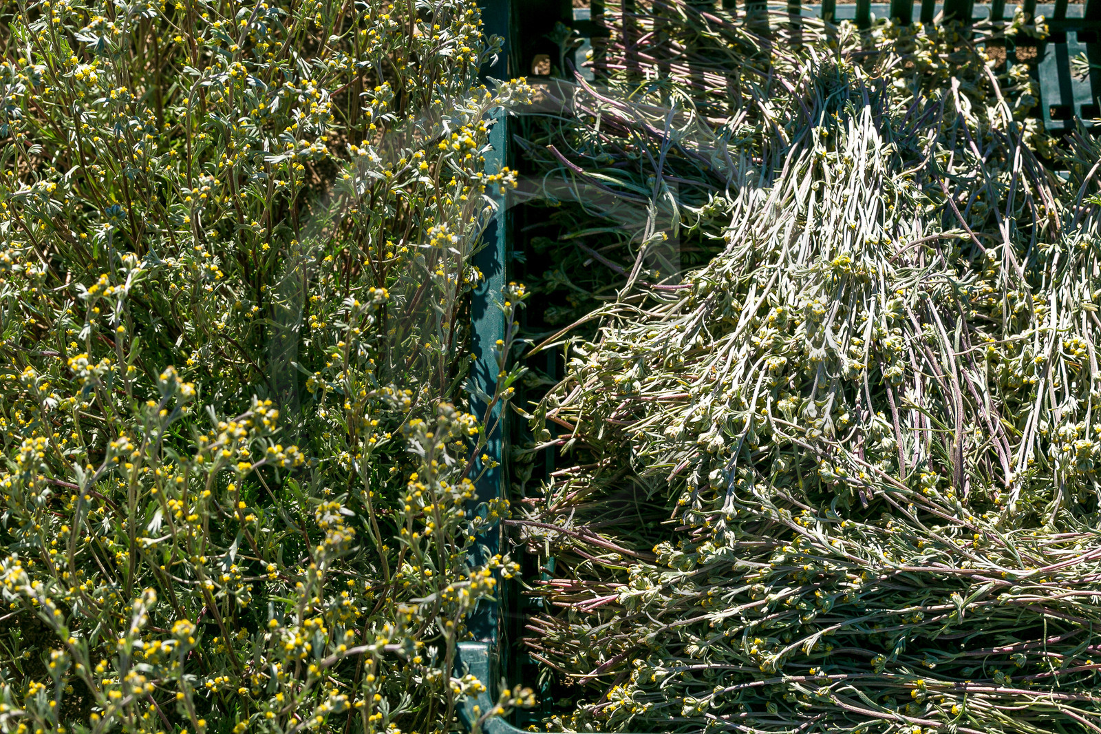 Bruno Gonnon, cultivateur de génépi bio