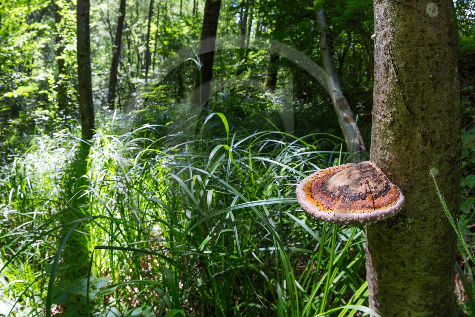 ENS de l'Isère, Vieille morte de Bourg d'Oisans