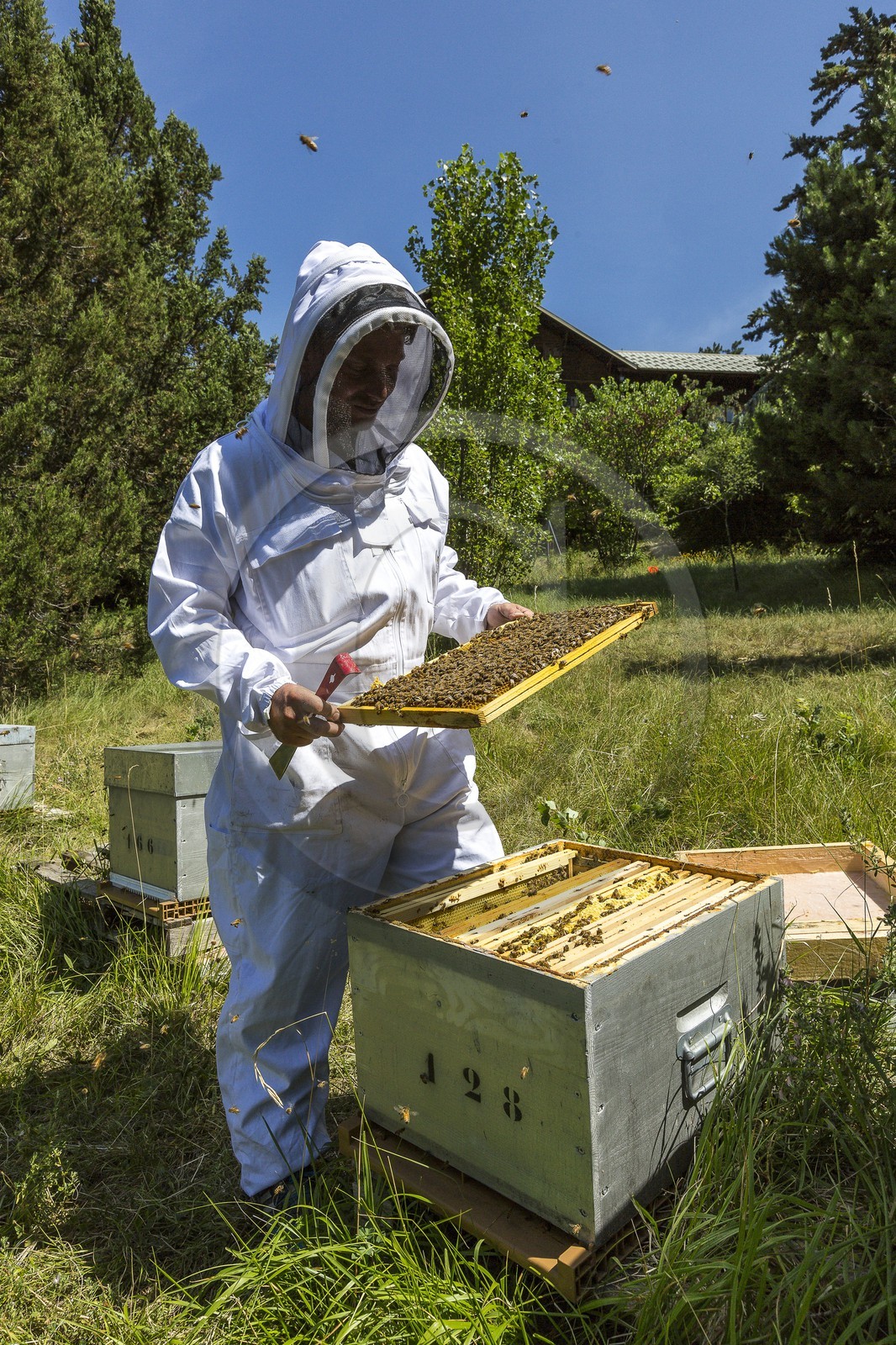 Mathieu Picavet, apiculteur