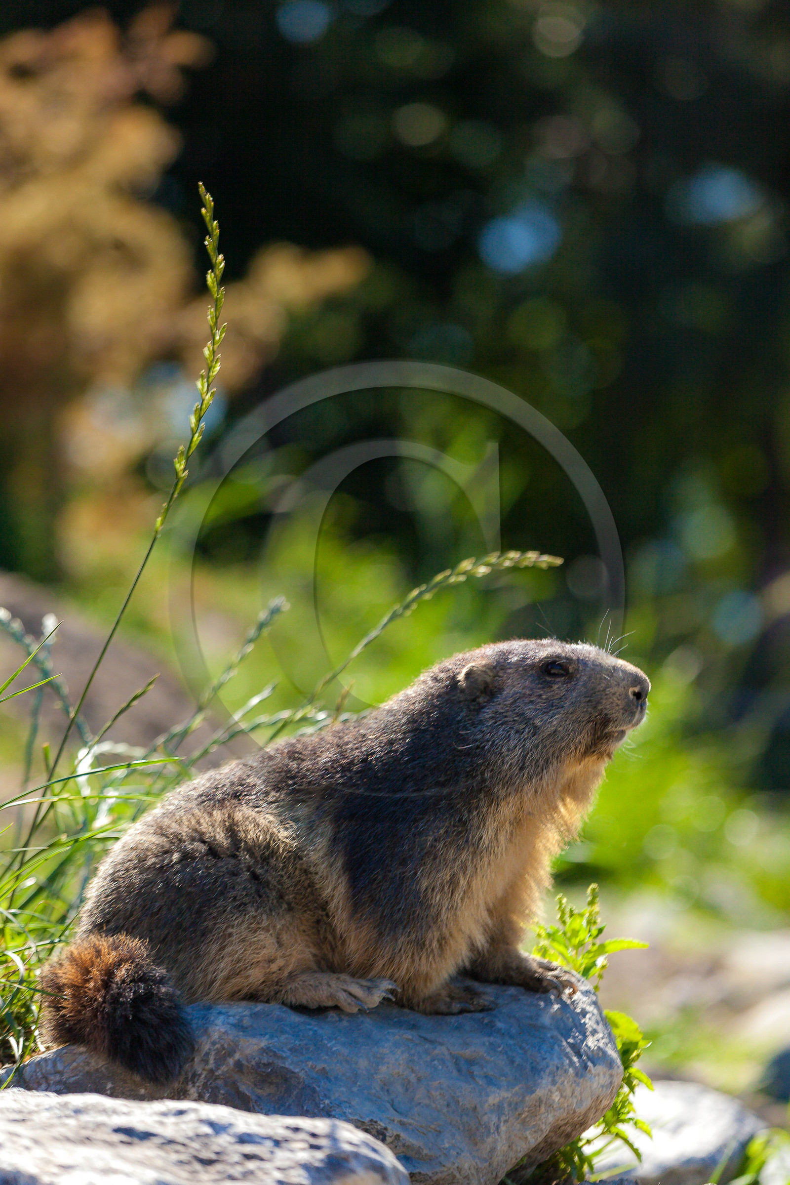 Parc animalier de Serre-Ponçon, vautour fauve, Gyps fulvus