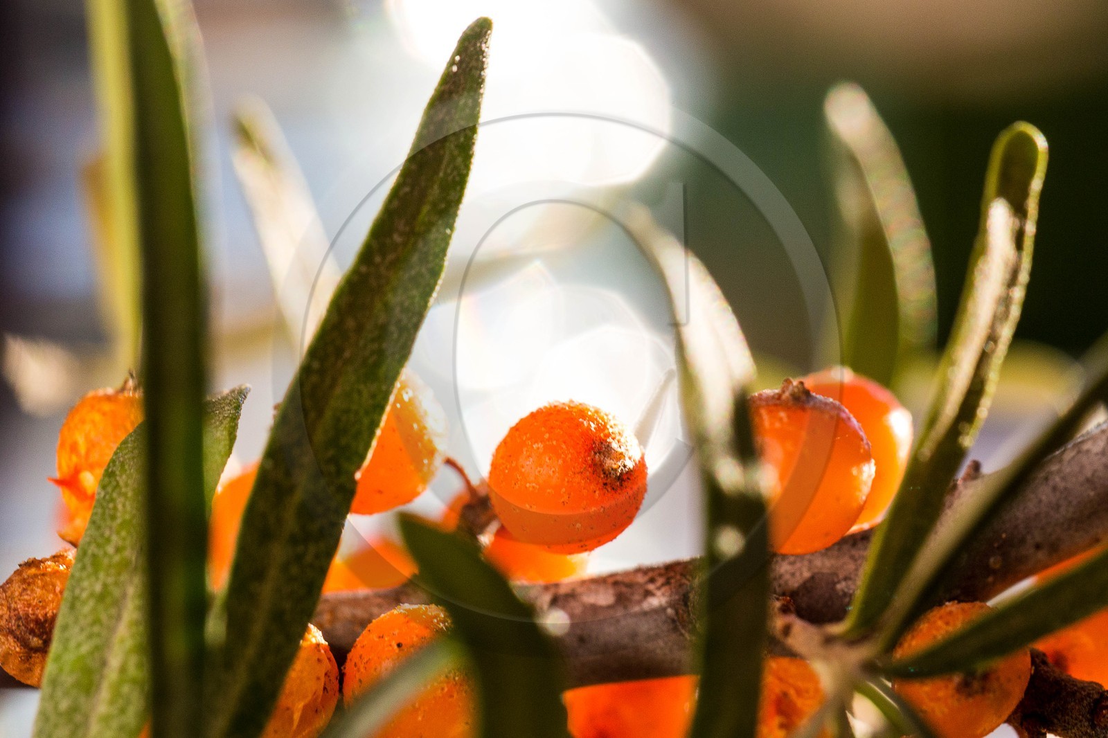 David Viveau agriculteur, producteur de baies d'argousier