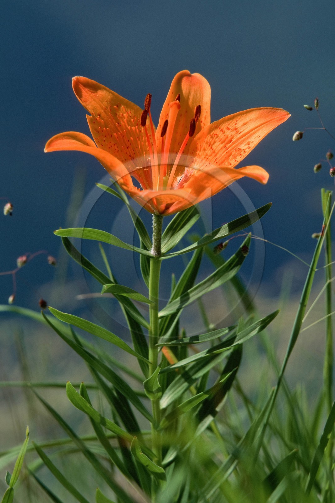 Lis orangé, Lilium bulbiferum subsp. croceum