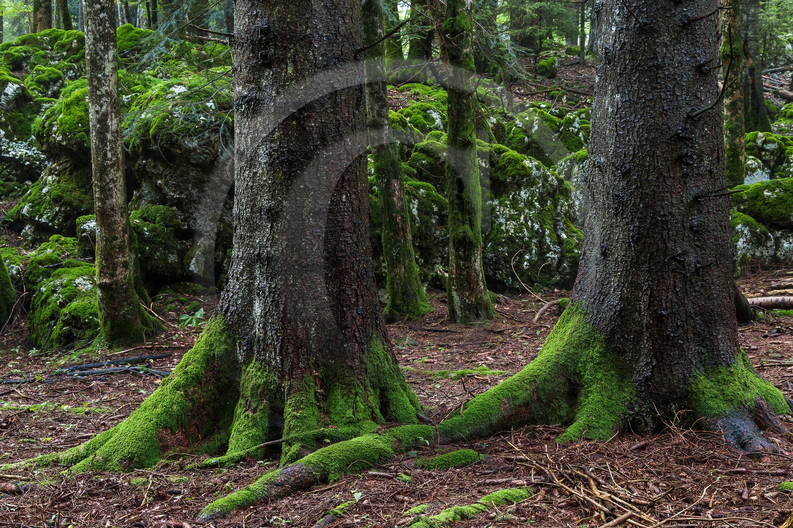 ENS de l'Isère, Les Ecouges